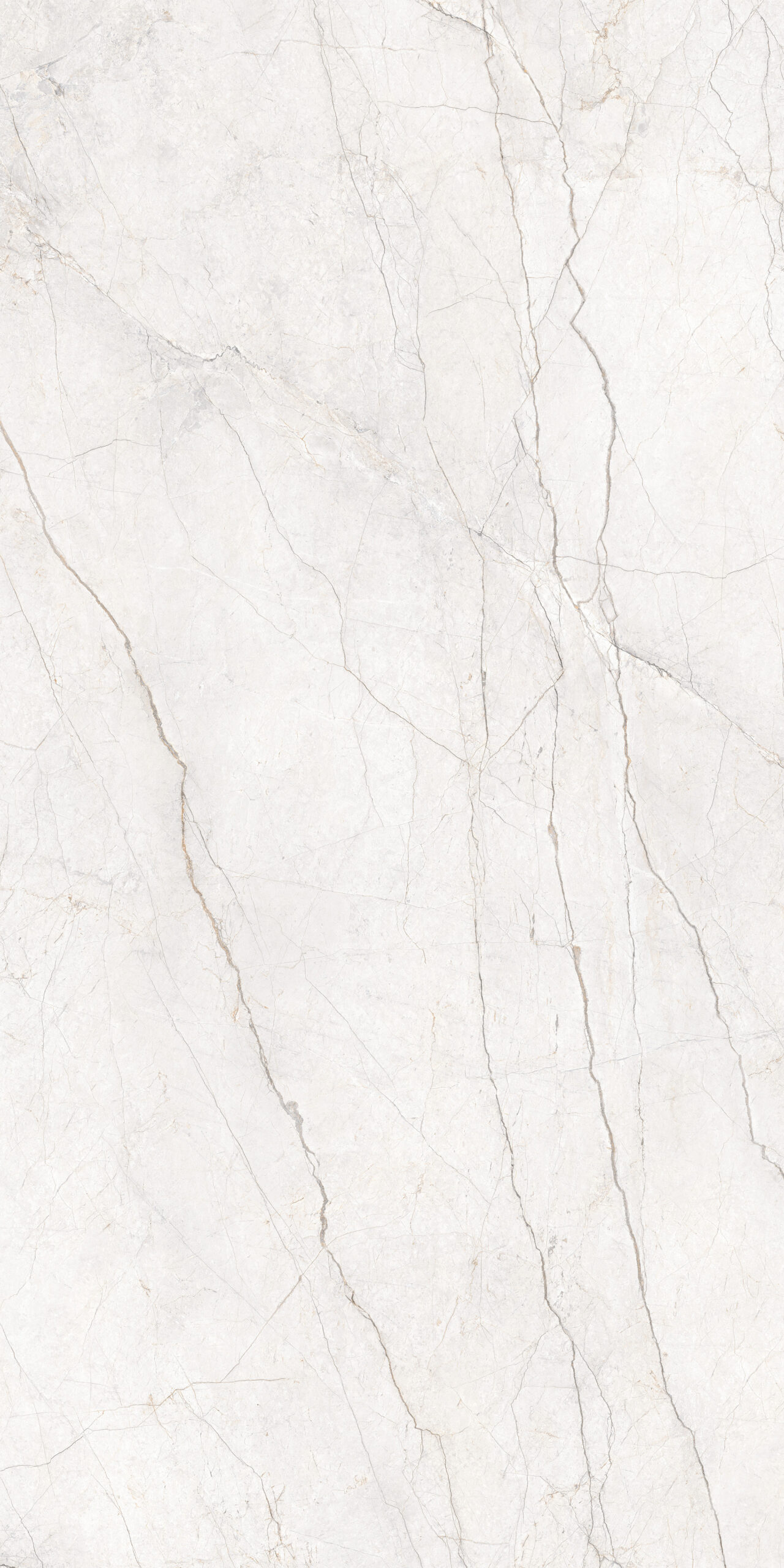 Silver Root White